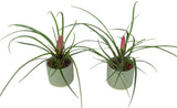 Set of Pink Tillandsia in Ceramic Pot - Flowers Box London