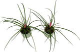 Set of Pink Tillandsia in Ceramic Pot - Flowers Box London