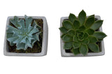 Set of Succulent in Square Cement Pot - Flowers Box London