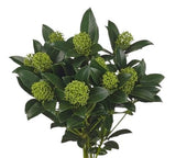 Skimmia Japonica White: A Beautiful Touch of Winter Elegance - Flowers Box London