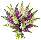 White and Lavender Snapdragons Bouquet - Flowers Box London