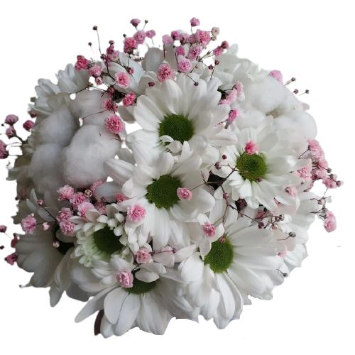 Charming Daisy Chrysanthemum with Gypsophilum Box