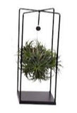 Air Plant Arrangement - Flowers Box London