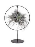 Air Plant Arrangement - Flowers Box London