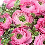 Bouquet of Pink Ranunculus with Pittosporum - Flowers Box London
