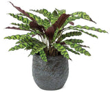 Calathea Lancifolia in Pot - Flowers Box London