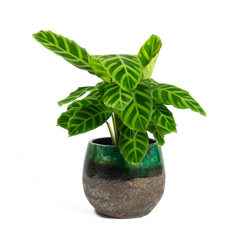 Calathea Roseopicta Zebrina in Pot Calathea Roseopicta Zebrina in Pot