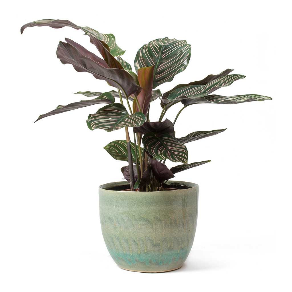 Calathea Sanderina in Pot Calathea Sanderina in Pot