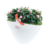 Charming Azalea Plant in Elliptic Pot - Flowers Box London