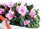Charming Azalea Plant in Elliptic Pot - Flowers Box London