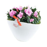 Charming Azalea Plant in Elliptic Pot - Flowers Box London