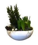 Christmas Pot with Hyacinth