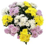 Chrysanthemum Trio Bouquet - Flowers Box London