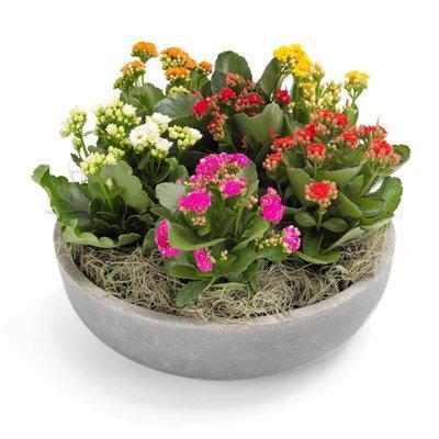 Colored Mini Kalandiva Ceramic Pot