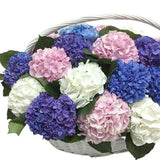 Colorful Hydrangea in Basket