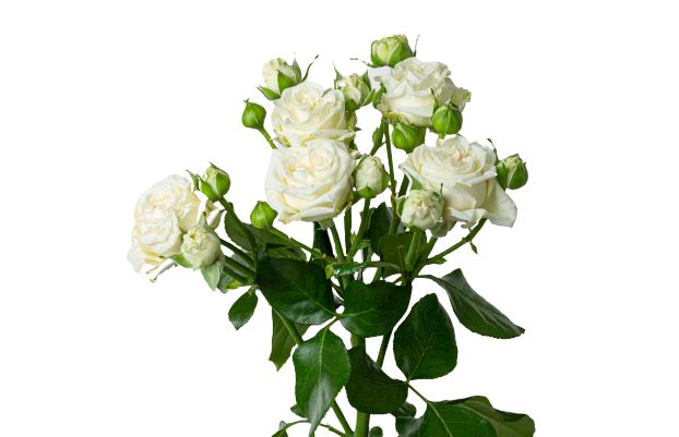 Cream Spray Roses Bridal Flow Fragrant Bouquet Cream Spray Roses Bridal Flow Fragrant Bouquet