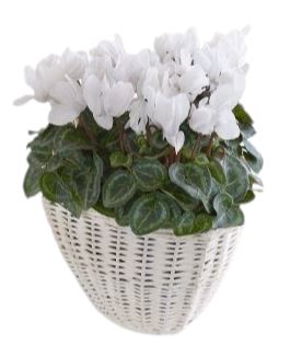 Cyclamen In Wicker Basket