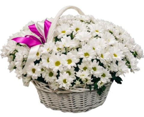 Daisy Chrysanthemum in the Basket