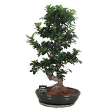 Ficus Ginseng 95cm - Flowers Box London