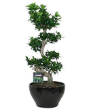 Ficus Ginseng 95cm - Flowers Box London