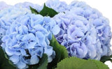 Hydrangea Autumn Wreath - Flowers Box London