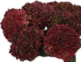 Hydrangea Autumn Wreath - Flowers Box London