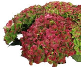 Hydrangea Autumn Wreath - Flowers Box London
