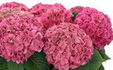 Hydrangea Autumn Wreath - Flowers Box London