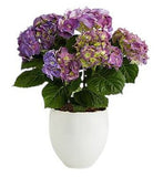 Hydrangea in Ceramic Pot - Flowers Box London