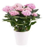 Hydrangea in Ceramic Pot - Flowers Box London