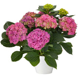 Hydrangea in Ceramic Pot - Flowers Box London