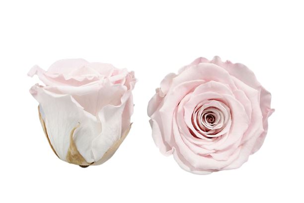 Infinity Roses Classic Square Box - Rose Head Ø 5cm Infinity Roses Classic Square Box - Rose Head Ø 5cm