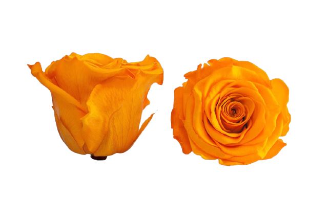 Infinity Yellow Roses Box - Rose Head Ø 5cm