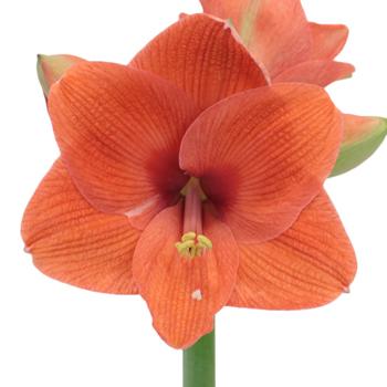 Luxury Amaryllis Hat Box Luxury Amaryllis Hat Box