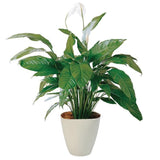 Luxury Spathiphyllum in Ceramic Round Pot - Flowers Box London