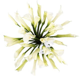 Luxury White Calla Lily Bouquet - Flowers Box London