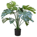 Monstera Deliciosa - Flowers Box London