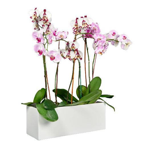 Orchids in Rectangle Ceramic Pot