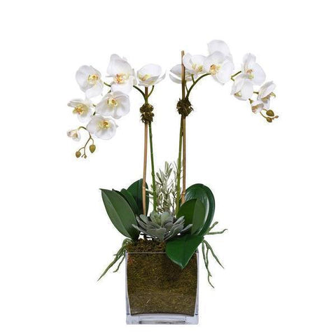 Phalenopsis Orchids and Succulent in Glass Square Pot