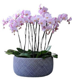 Phalenopsis Orchids in Round Ceramic Pot - Flowers Box London