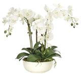 Phalenopsis Orchids in Round Ceramic Pot - Flowers Box London