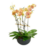 Phalenopsis Orchids in Round Ceramic Pot - Flowers Box London