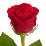 Single Rose
