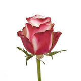 Single Rose - Flowers Box London