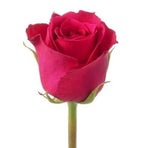 Single Rose - Flowers Box London