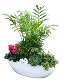 Stunning Home Plants in Pot - Flowers Box London