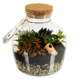 Terrarium with Assorted Mini Plants - Flowers Box London