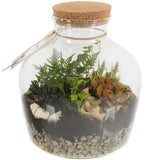 Terrarium with Assorted Mini Plants - Flowers Box London