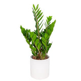 Zamioculcas Zamiifolia In Ceramic Pot - Flowers Box London