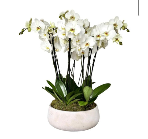 33874 - price amended / change product - Flowers Box London